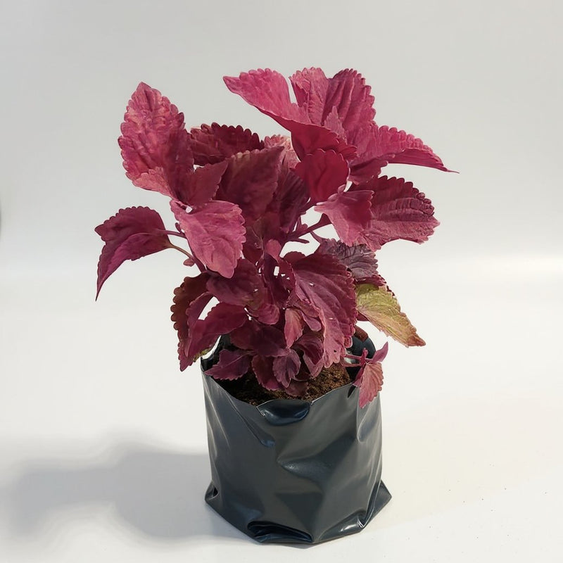 Coleus Maroon