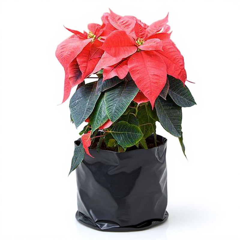 Poinsettia Pink