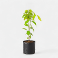 Cinnamon - 6" Grow bag