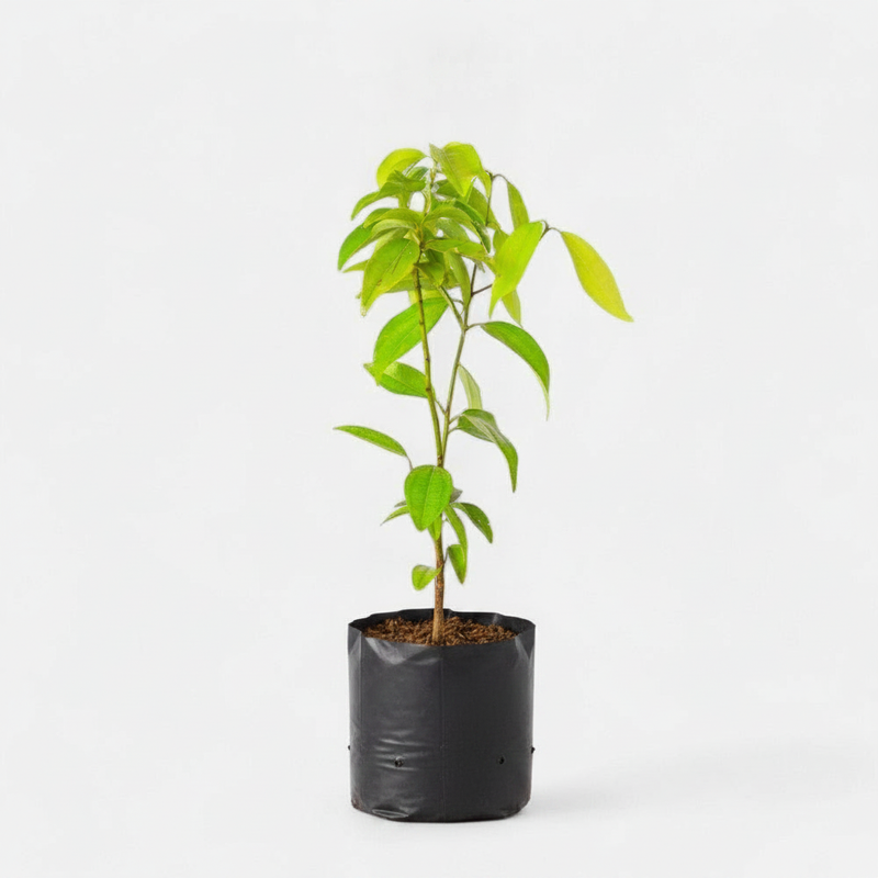 Cinnamon - 6" Grow bag