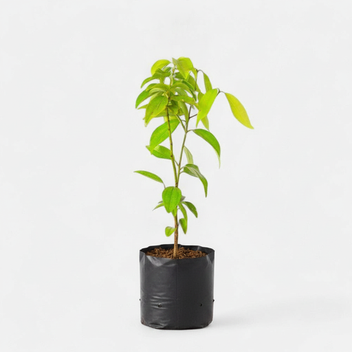 Cinnamon - 10" Grow bag