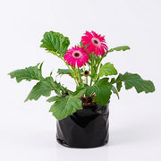 Gerbera Pink