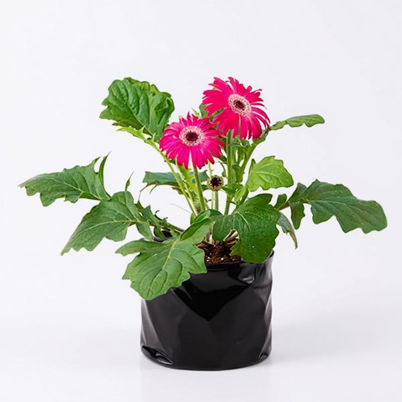 Gerbera Pink