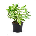 Pedilanthus Variegated - 5" Pot
