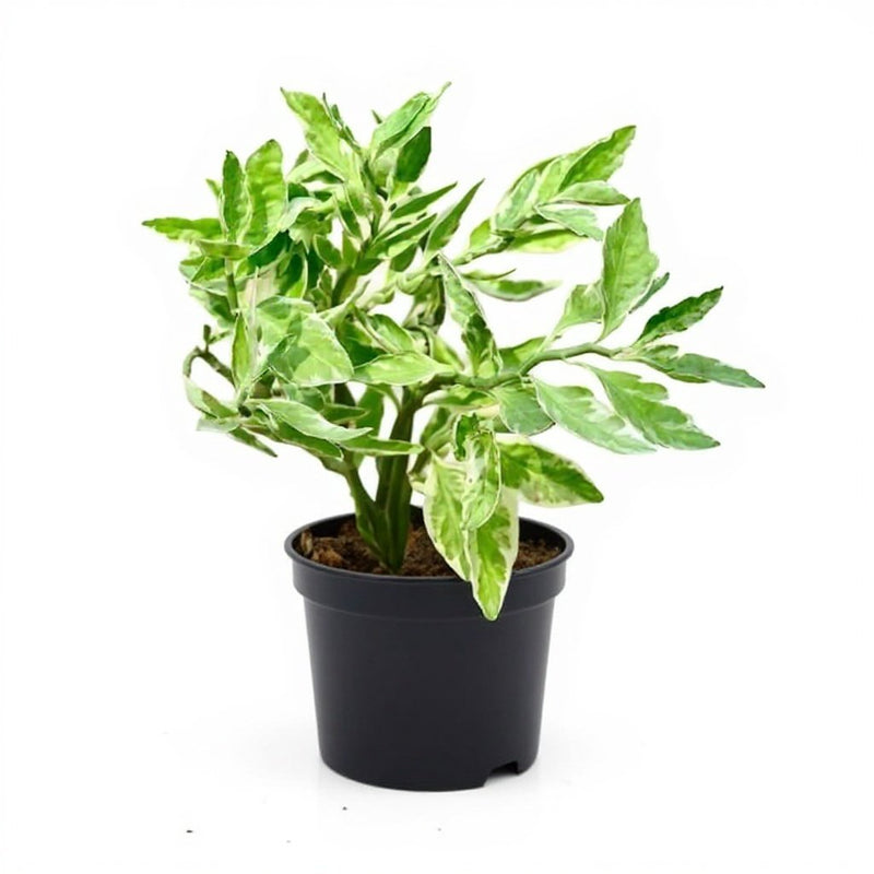 Pedilanthus Variegated - 5" Pot