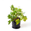 Grape Ivy - 6" Grow bag