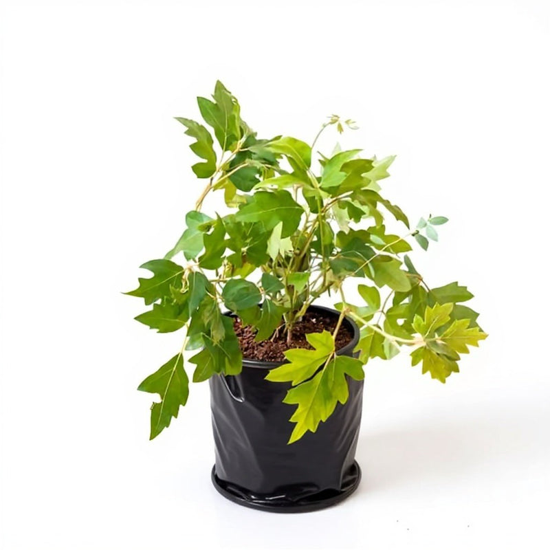 Grape Ivy - 6" Grow bag