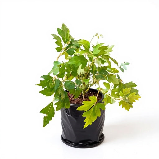 Grape Ivy - 6" Grow bag