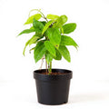 Thunbergia Mysorensis - 6" Pot