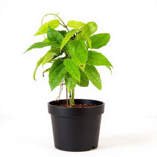 Thunbergia Mysorensis - 6" Pot