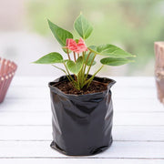 Anthurium Red