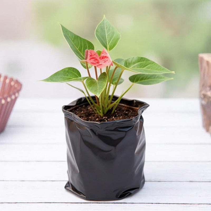 Anthurium Red
