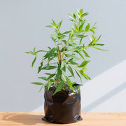 Conocarpus erectus