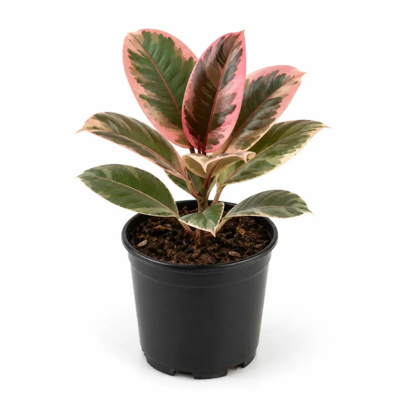 Rubber Plant Variegated - 8" Pot