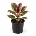 Rubber Plant Variegated - 4" Pot
