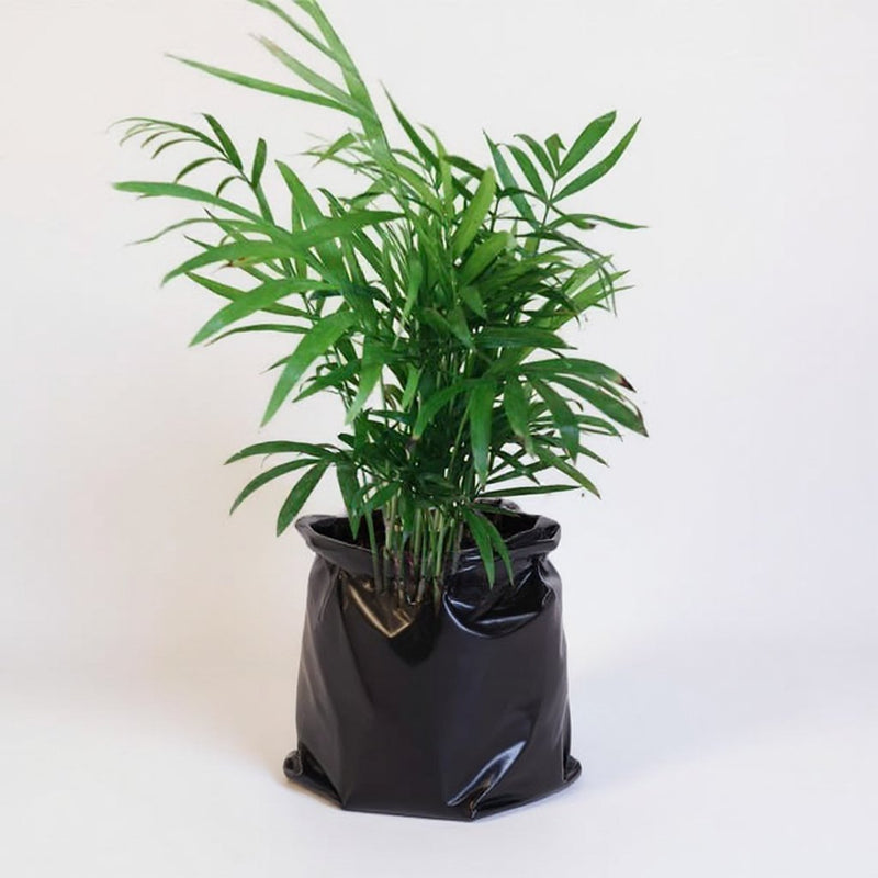 Chamaedorea Palm