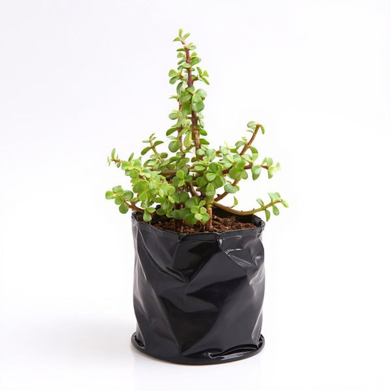 Jade Plant