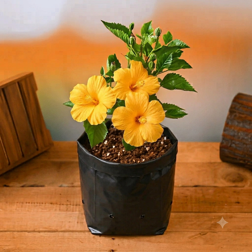 Hibiscus Yellow - 10" Grow bag