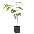 Eucalyptus Tree - 6" Grow bag