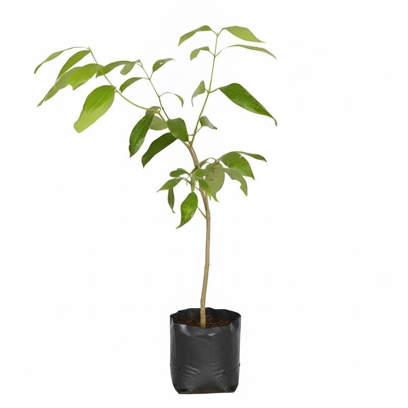 Eucalyptus Tree - 6" Grow bag