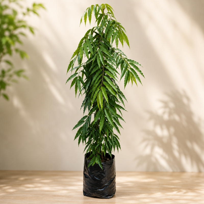 Ashoka - 10" Grow bag