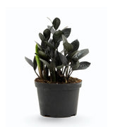 ZZ Plant Black - 6" Pot