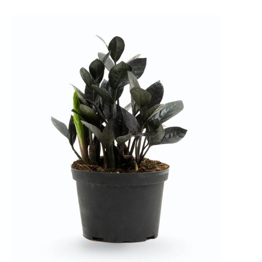 ZZ Plant Black - 6" Pot