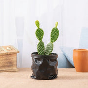 Bunny Ears Cactus