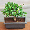 Jade Bonsai - 7" Pot