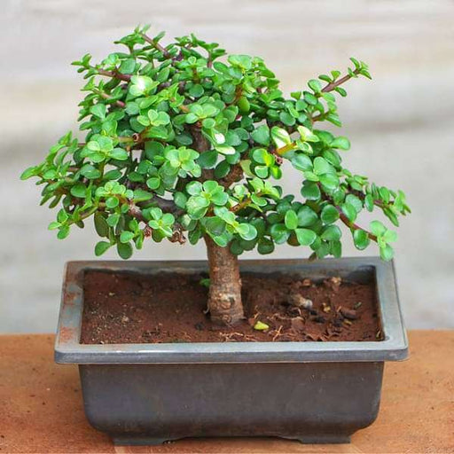 Jade Bonsai - 7" Pot