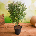 Snow Bush - 6" Pot