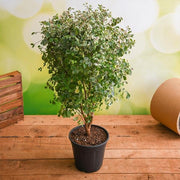 Snow Bush - 6" Pot