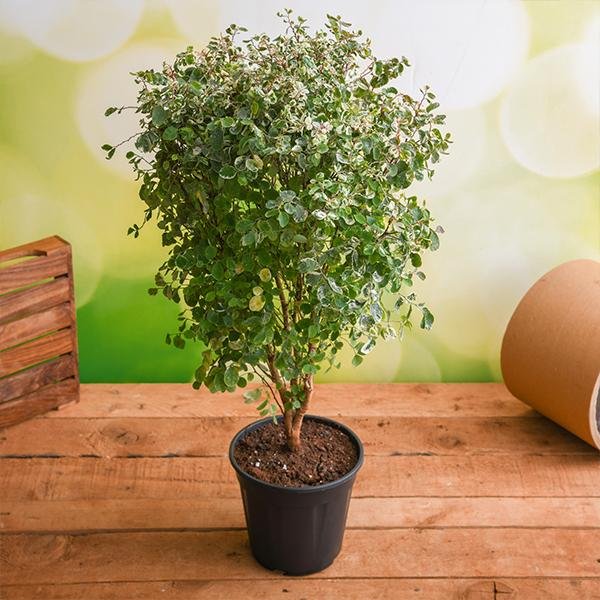 Snow Bush - 6" Pot