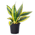 Snake Plant Golden - 4" Pot