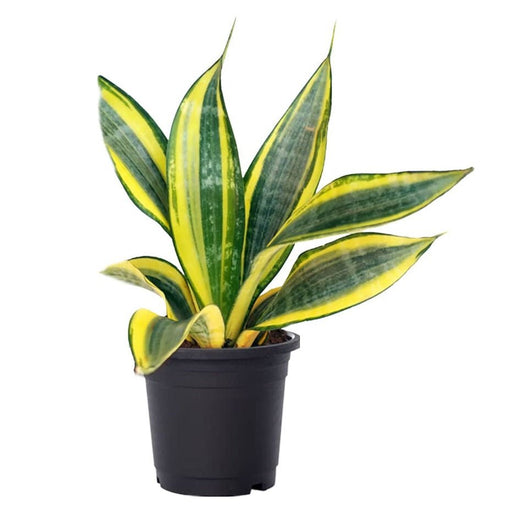 Snake Plant Golden - 4" Pot