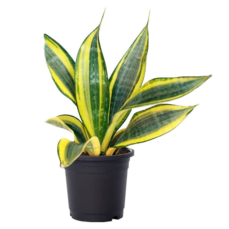 Bathroom Plants