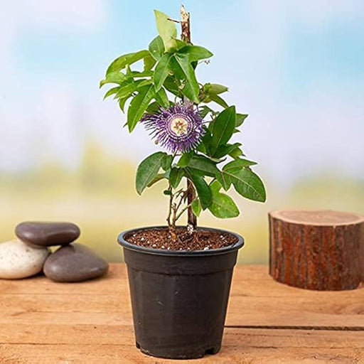 Krishna Kamal Purple - 6" Pot