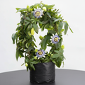 Passion Fruit - 10" Grow bag