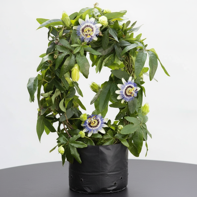 Passion Fruit - 10" Grow bag