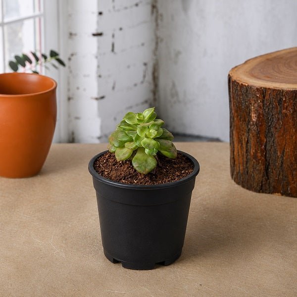 Sedeveria Rolly - 3" Pot