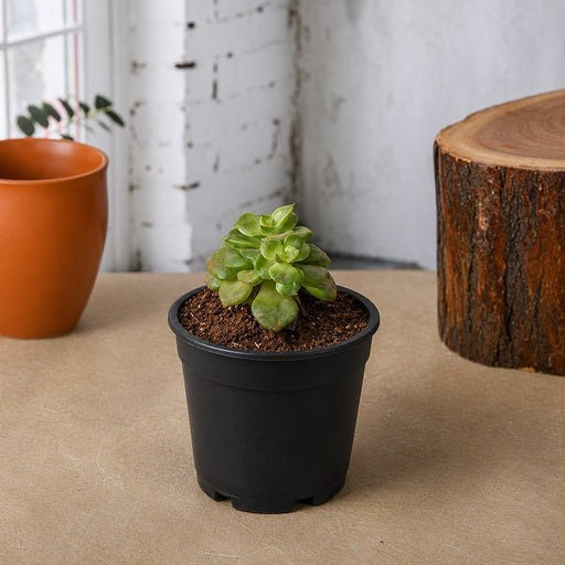 Sedeveria Rolly - 3" Pot