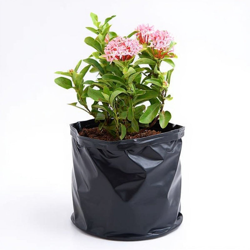 Ixora Mini Dwarf White