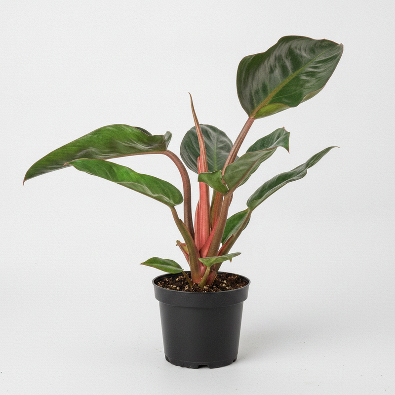 Philodendron Rojo Congo - 5" Pot