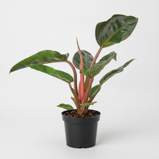 Philodendron Rojo Congo - 5" Pot