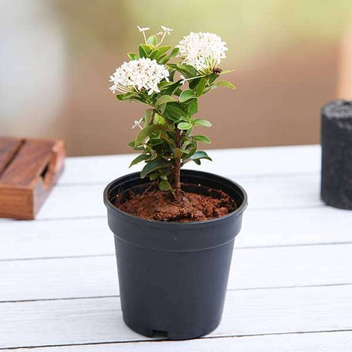Ixora Mini Dwarf White - 5" Pot