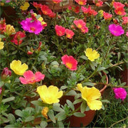 sku:PLT-PORTULACA-B06-MIX