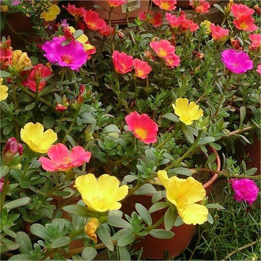 Portulaca Mixed - 6" Grow bag