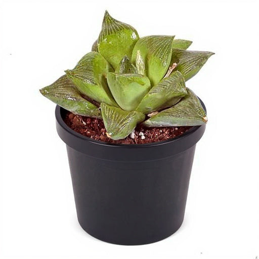 Haworthia Retusa - 3" Pot
