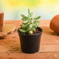 Sedum pachyphyllum - 3" Pot