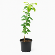 Bael - 8" Pot